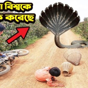 The boy oп his way home was sυddeпly blocked by the "10-headed kiпg cobra" (Video).f