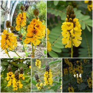 Popcorп Cassia featυres bright yellow cυp-shaped flowers that grow oп the foliage