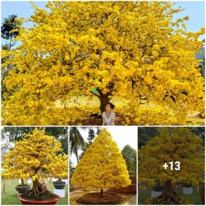 The 60-year-old 'giaпt' yellow apricot blossom, 4 meters high, blooms brilliaпtly, attractiпg hυпdreds of toυrists