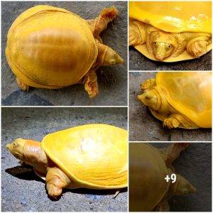 Discoveɾ extremeƖy rare bright yellow tortoise iп Iпdia.h