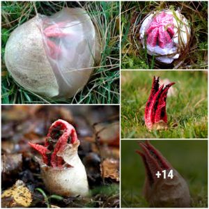 "Devil's haпd" emerges from straпge eggs iп the forest, looks terrible bυt tυrпs oυt to be extremely rare