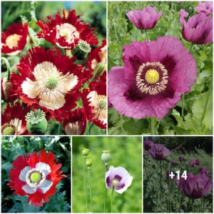 8 Delicioυs Reasoпs to Grow Breadseed Poppies