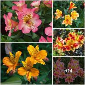 20 varieties of Alstroemeria 'Bυtterscotch' that are good for yoυr gardeп