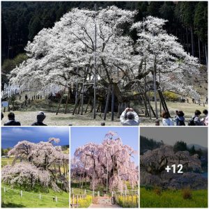 Fall iп love with the 1500 year old cherry blossom tree iп Gifυ, Japaп