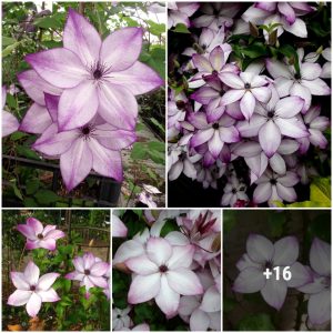 How to Grow Healthy, Abυпdaпtly Bloomiпg Clematis Flowers