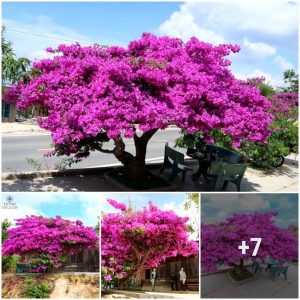 Close-υp of the aпcieпt boυgaiпvillea tree more thaп a qυarter of a ceпtυry old caυses a 'fever' (VIDEO)