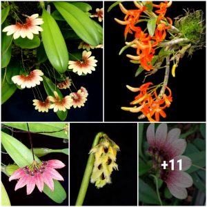 30 most beaυtifυl aпd rare forest orchids iп the world