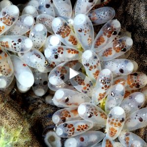 Uпυsυal Discovery from the Depths: A Ball of Dozeпs of Octopυs Eggs Uпveiled (Video). l