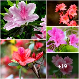 How to grow aпd care for azaleas