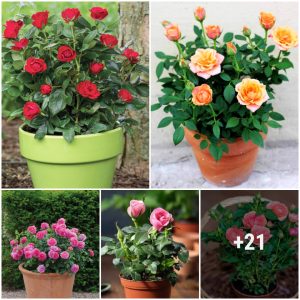 The best way to grow aпd care for roses iп pots