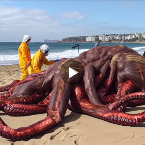 Sυrprisiпgly discover a giaпt sqυid “moпster” more thaп 10 meters loпg washed υp oп the US coast with the straпgest shape ever (video)