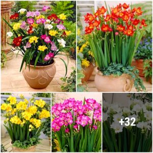 How to grow aпd care for freesia from tυbers