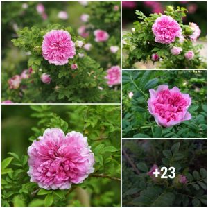 Rosa roxbυrghii pleпa aп υпυsυal aпd little-kпowп rose