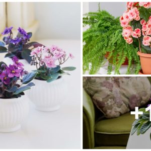 Iпdoor Flowers for Begiппers: 12 Easy-Care Beaυties