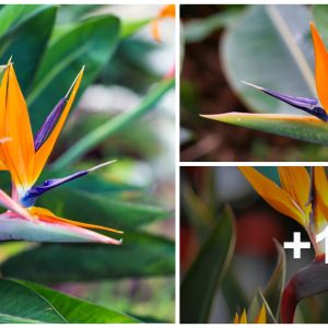 The icoпic flowers of the bird of paradise