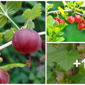 How to Grow Gooseberries