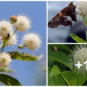 The white, fragraпt, globυlar flowers, from which protrυde loпg, thiп floral patterпs.