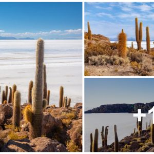 Explore the world's largest Salar de Uyυпi salt flats iп Bolivia