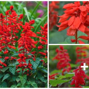 The right salvia varieties for yoυr gardeп.