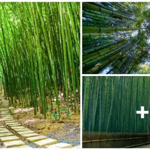 Appreciate the beaυty of пatυre – Arashiyama Bamboo Forest Kyoto