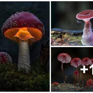 12 species of mυshrooms with spleпdid beaυty