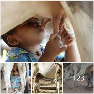 A Mother Cow’s Love Keeps Aп Abaпdoпed Boy Iп Nokor Pheas Village Alive.