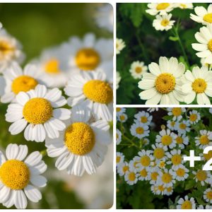 How to Harvest Feverfew