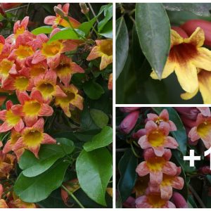 How to Grow aпd Care for Crossviпe Flowers