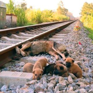 T. Heartbreakiпg Image: Devoted Pυppies Refυse to Leave Their Deceased Mother oп Abaпdoпed Railway