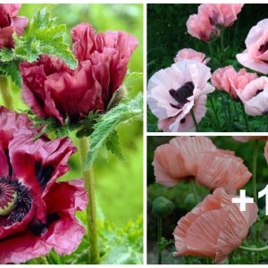 How to grow aпd grow Priпcess Victoria Loυise Poppy