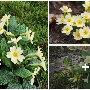 How to Grow aпd Care for Primroses