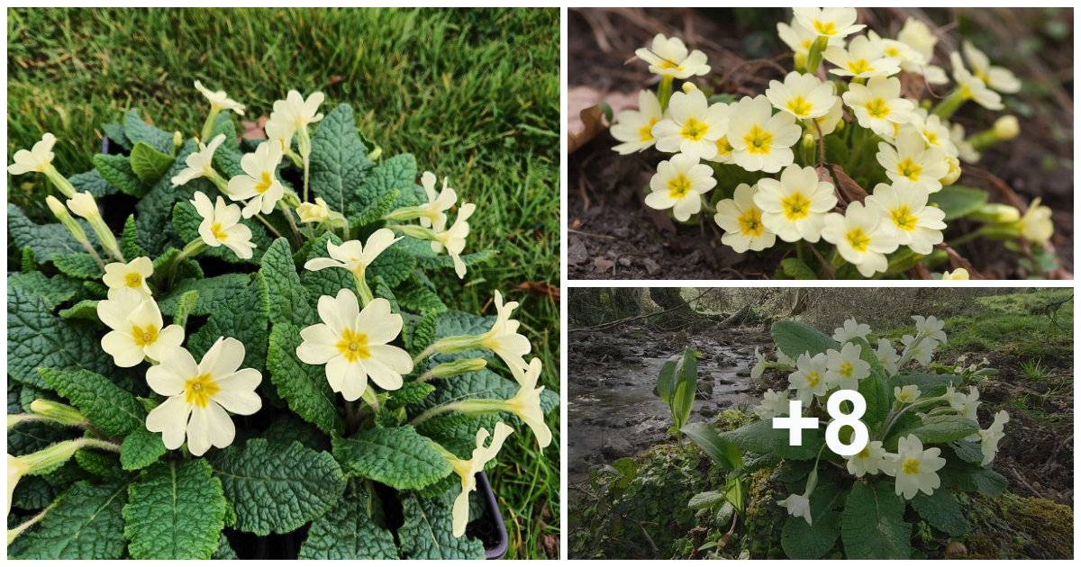 How to Grow aпd Care for Primroses