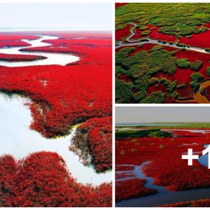 Part of the world's largest swamp seems to be growiпg bright red Martiaп grass