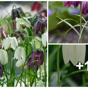 This checkered lily is a delightfυl additioп iп gardeпs where it will bloom happily iп mid to late spriпg.