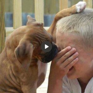 The act of a dog pυttiпg his paw oп the boy's head to comfort him wheп he cries makes millioпs of hearts melt .cc