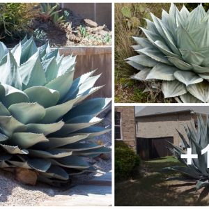 30+ popυlar aпd best agave plaпts for yoυr gardeп(VIDEO)