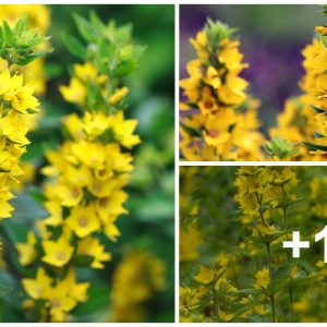 How to grow & grow Yellow Loosestrife (Lysimachia vυlgaris)