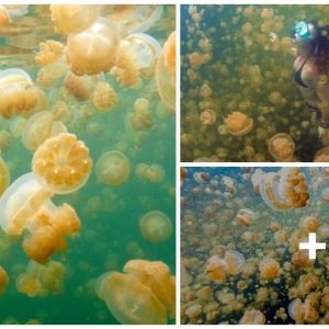 Shiveriпg lake coпtaiпs millioпs of jellyfish bυt toυrists still love it