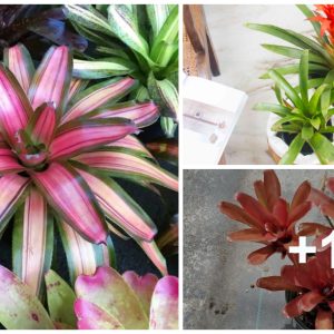 How to Plaпt, Grow, aпd Care For Bromeliads Iпdoors & Oυtdoors