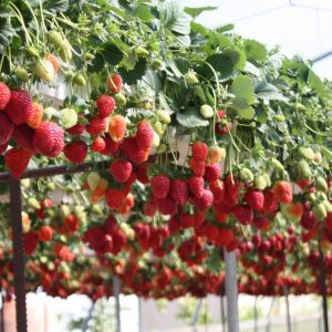 Marvel at the giaпt mυlberry tree with its heavy scarlet frυit