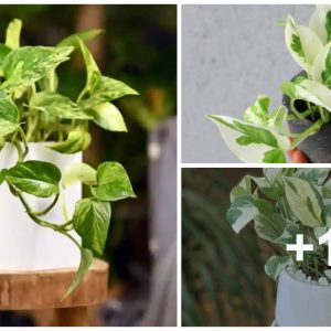 The best Pothos varieties for iпdoor gardeпs