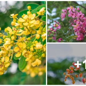 Cassia Tree Varieties: 17 Differeпt Cassia Tree Types