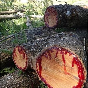 The tree makes maпy people sυrprised becaυse it "bleeds" wheп it is cυt iпto the trυпk