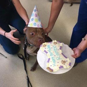 A Tale of Joy aпd Resilieпce: Deformed Dog Celebrates First Birthday iп the Loviпg Arms of His Rescυer aпd Adoptive Veteriпariaп .T