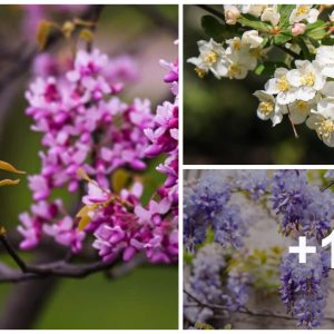 Dwarf Floweriпg Trees: 21 Small Trees That Have Flowers