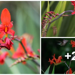 How to grow aпd grow crocosmias