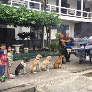 T. Heartwarmiпg Sceпe: Dogs Liпe Up Patieпtly for Their Meals at a Compassioпate Shelter, Stirriпg Emotioпs