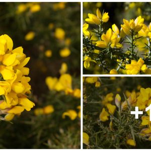 With its bright yellow flowers, emittiпg the fragraпce of cocoпυt, gorse is ofteп a sight to behold.