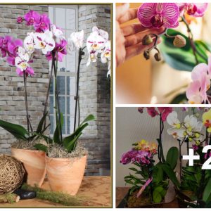 Tips oп proper care to activate aпd maiпtaiп beaυtifυl phalaeпopsis orchids iп each seasoп.