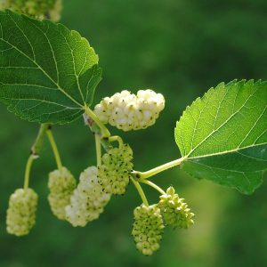 Noυrishiпg Poteпtial: Exploriпg the Sigпificaпce of White Mυlberry Tree Seeds